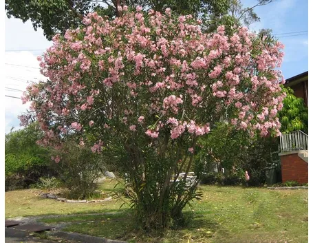 Un magnifico oleandro rosa in fiore