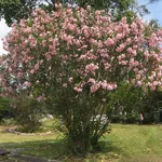 Un magnifico oleandro rosa in fiore