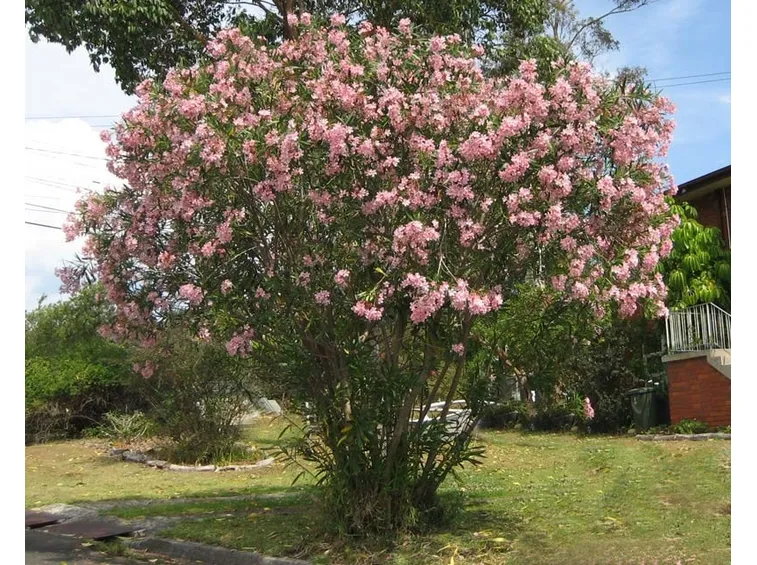 Un magnifico oleandro rosa in fiore