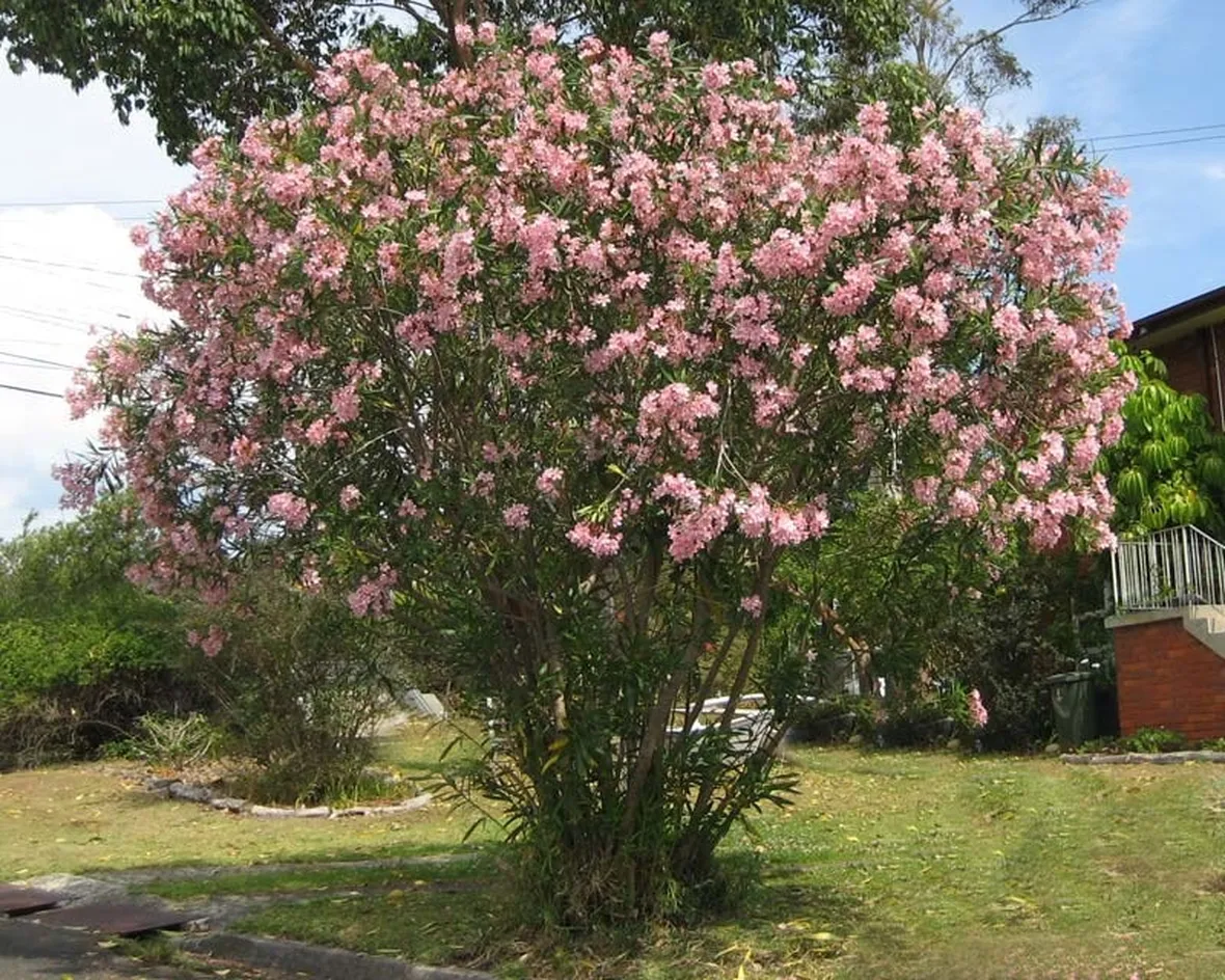 Un magnifico oleandro rosa in fiore