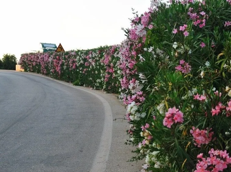 Siepe in fiore di oleandro