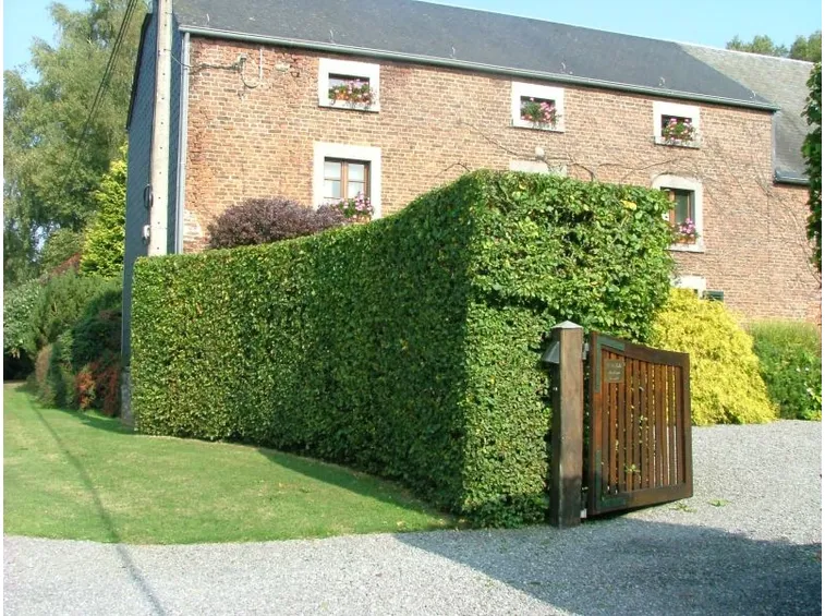 Siepe Berberis