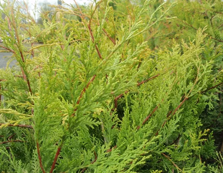 Leylandii pianta