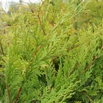 Leylandii pianta