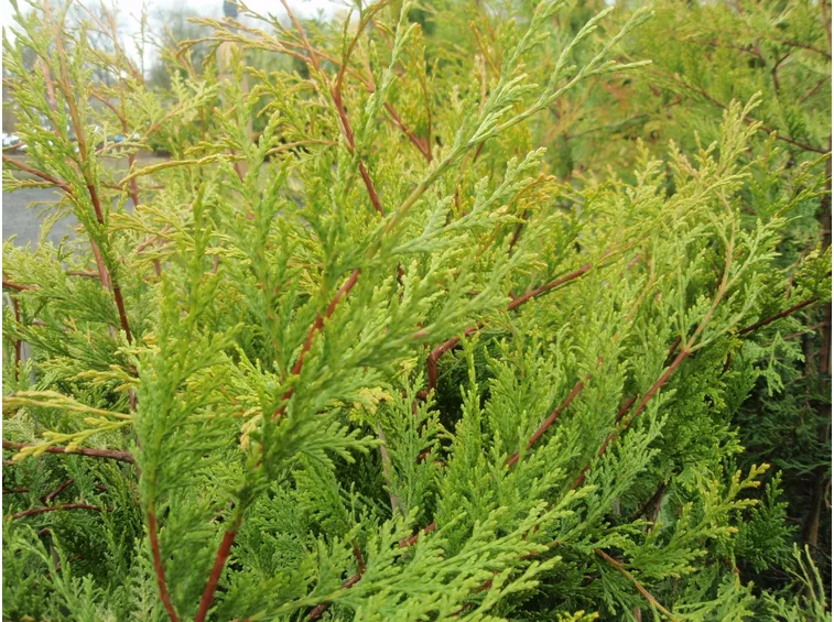 Leylandii pianta