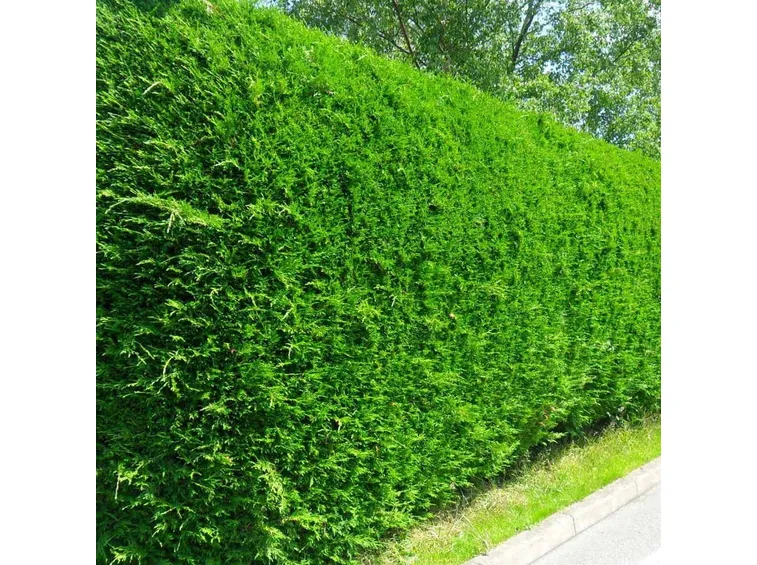 Siepe leylandii