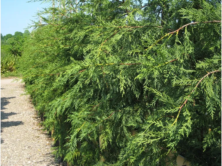 Leylandii potare