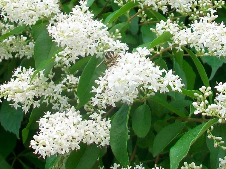 Pianta di lugustro fiorita
