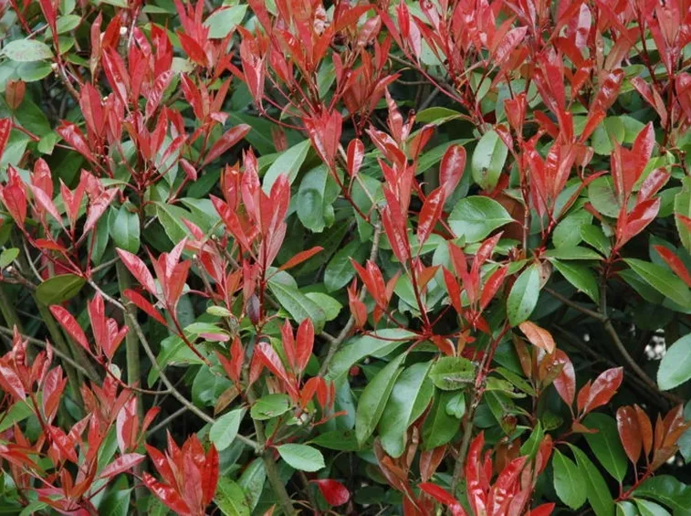 photinia siepe rossa