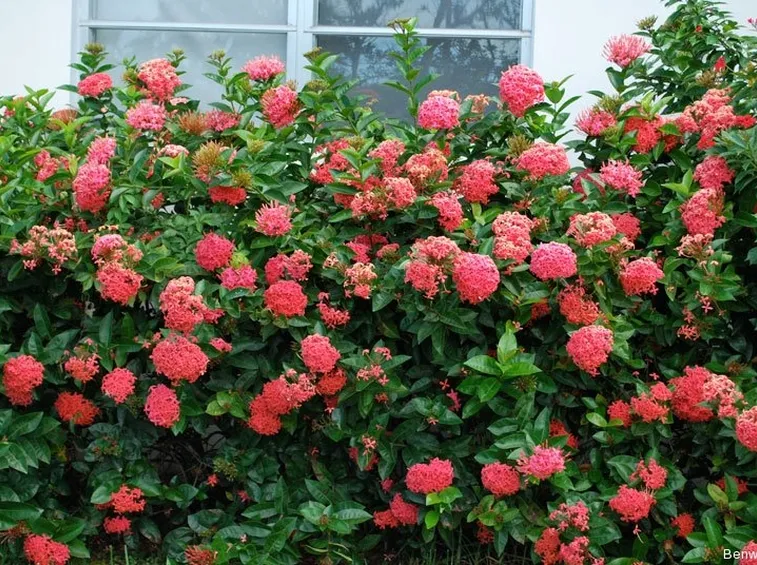 siepe verde con fiori