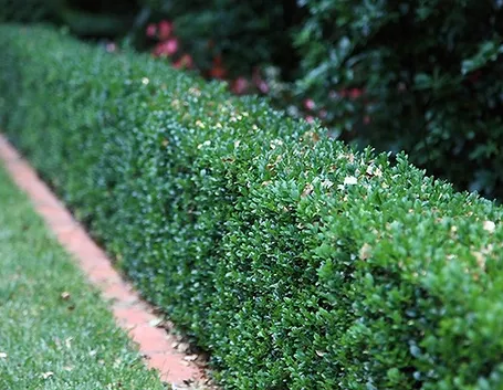 Siepe di Buxus sempervirens