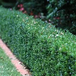 Siepe di Buxus sempervirens