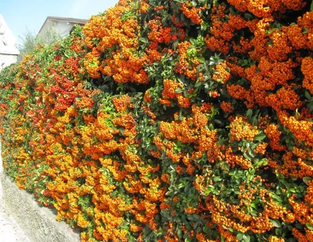 Un esempio di siepe formata da piante di pyracantha con bacche colorate