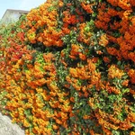 Un esempio di siepe formata da piante di pyracantha con bacche colorate