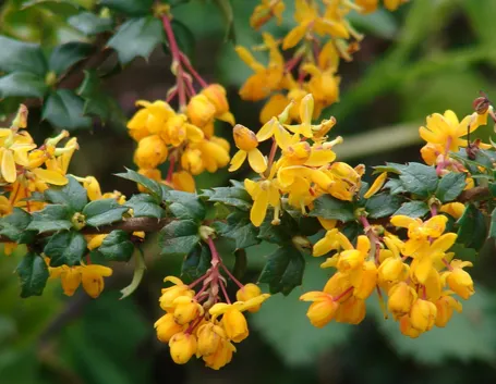 Foglie e fiori di Berberis
