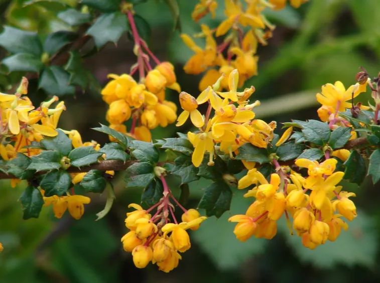 Foglie e fiori di Berberis