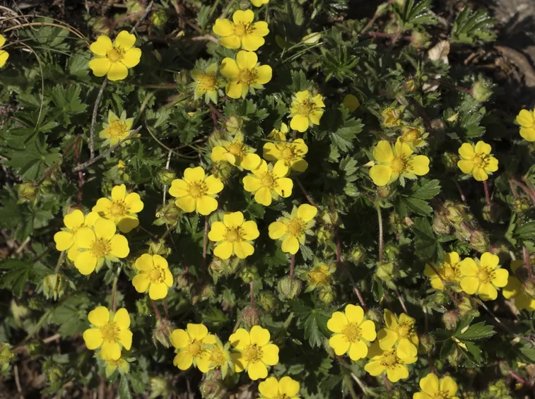 Fiori e foglie di Potentilla