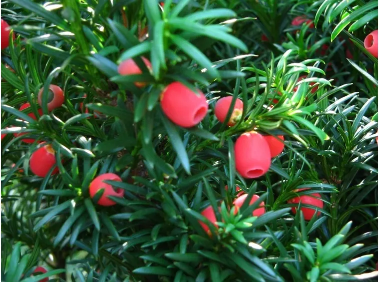 Foglie e bacche di Taxus