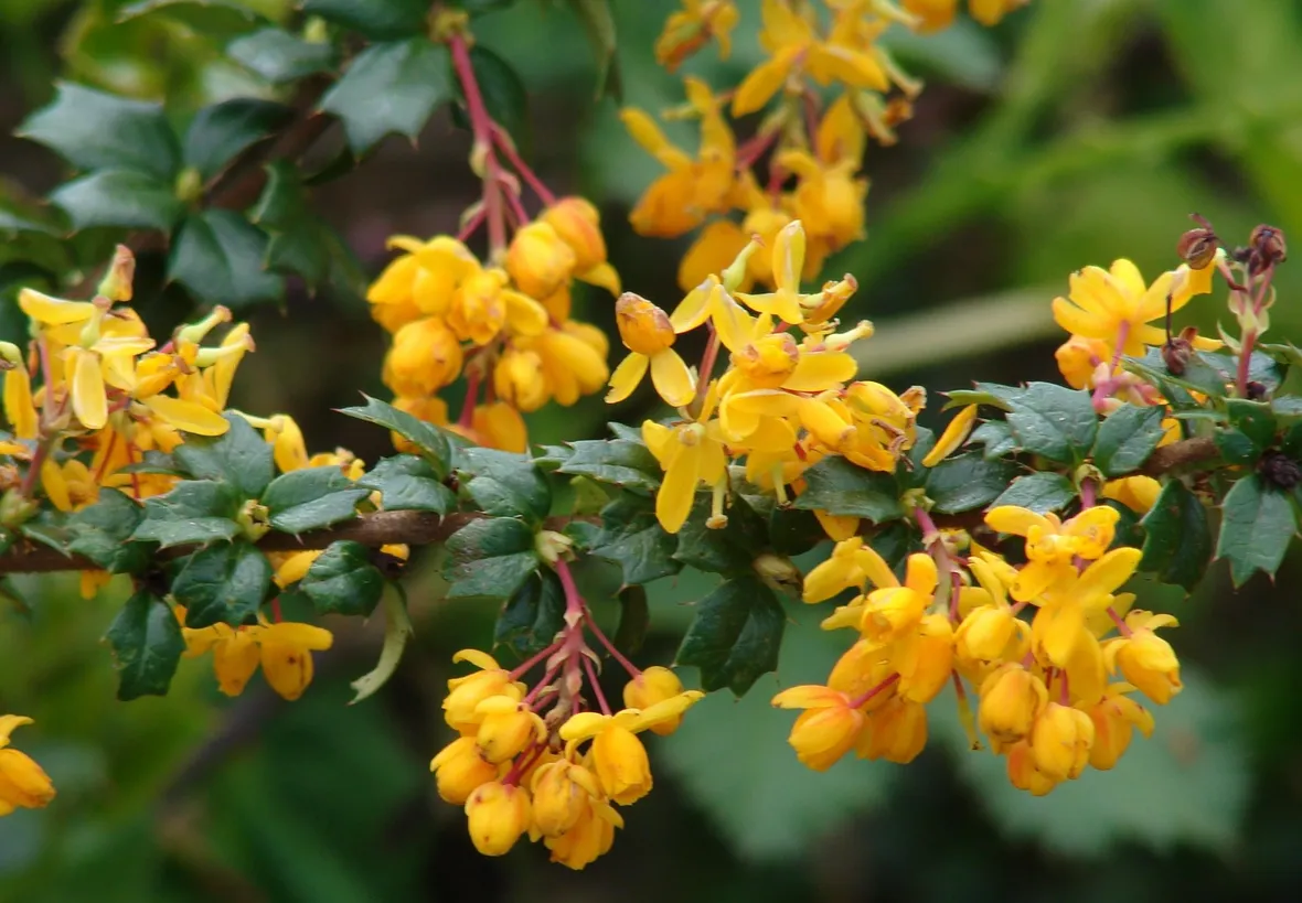 Foglie e fiori di Berberis