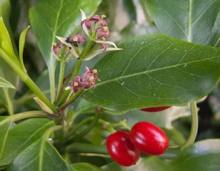 Fiori e bacche di Aucuba