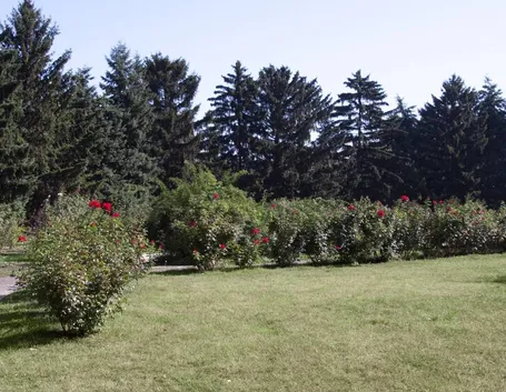 giardino con siepi di roseti