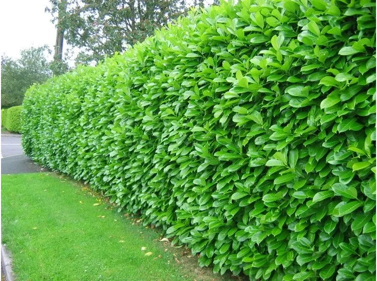 alloro siepe sempreverde