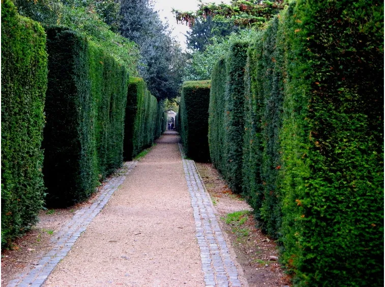 Siepi di conifere