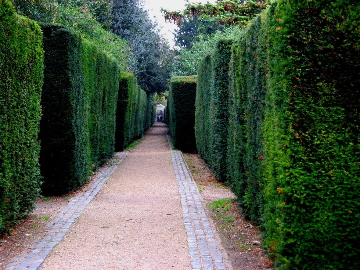 Siepi di conifere