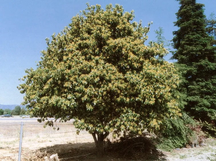 Pianta pittosporum