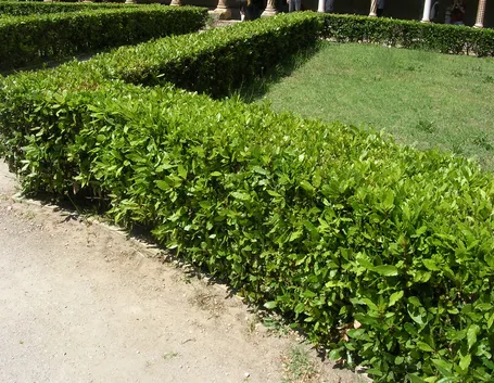 Siepe di alloro