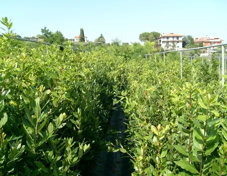 Piante di Laurus nobilis