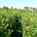 Piante di Laurus nobilis