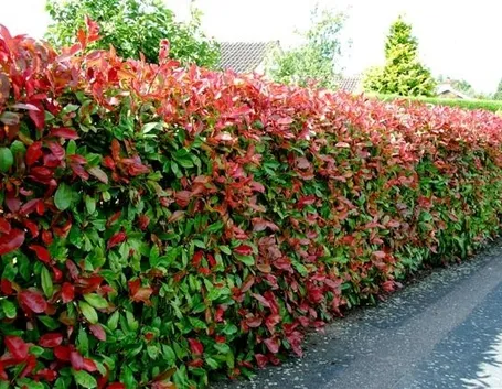 Una siepe di Photinia Red Robin