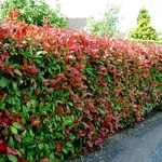 Una siepe di Photinia Red Robin