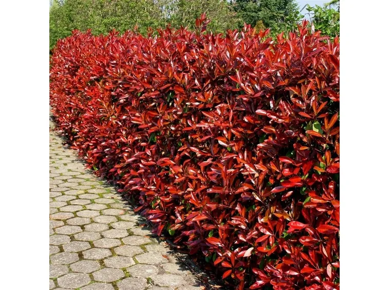 Siepe di Photinia con molte foglie rosse