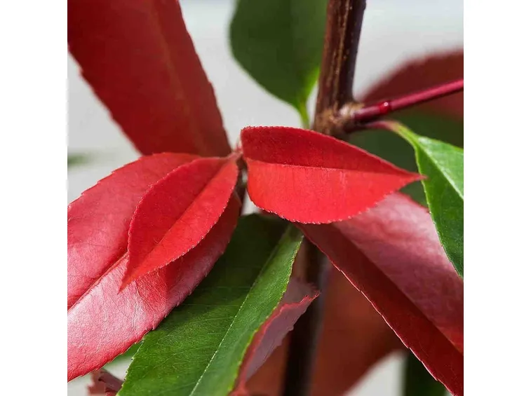 Particolare delle foglie di Photinia