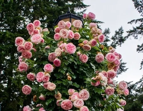 Un esemplare di rosa Pierre de Ronsard cresciuta intorno ad un lampione.
