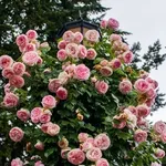 Un esemplare di rosa Pierre de Ronsard cresciuta intorno ad un lampione.