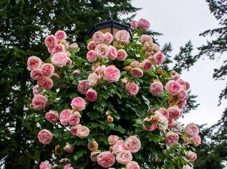 Un esemplare di rosa Pierre de Ronsard cresciuta intorno ad un lampione.
