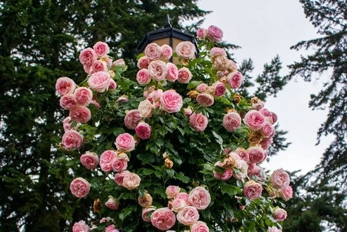 Un esemplare di rosa Pierre de Ronsard cresciuta intorno ad un lampione.