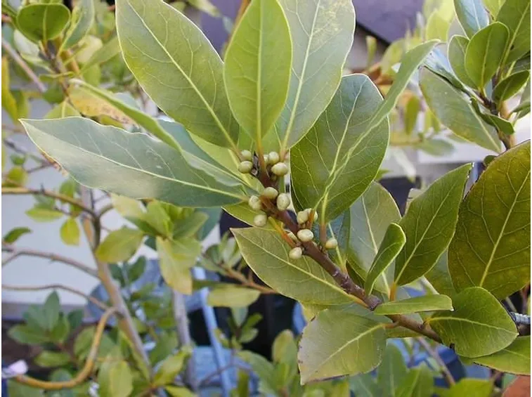 Foglie di pianta di alloro