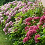 Siepe bassa di ortensie