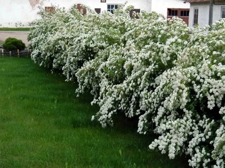 Siepe di spirea in fiore