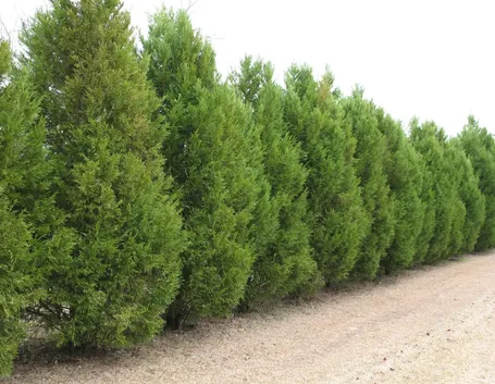 Filare di cipressi al naturale