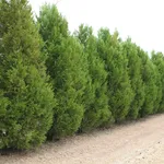 Filare di cipressi al naturale