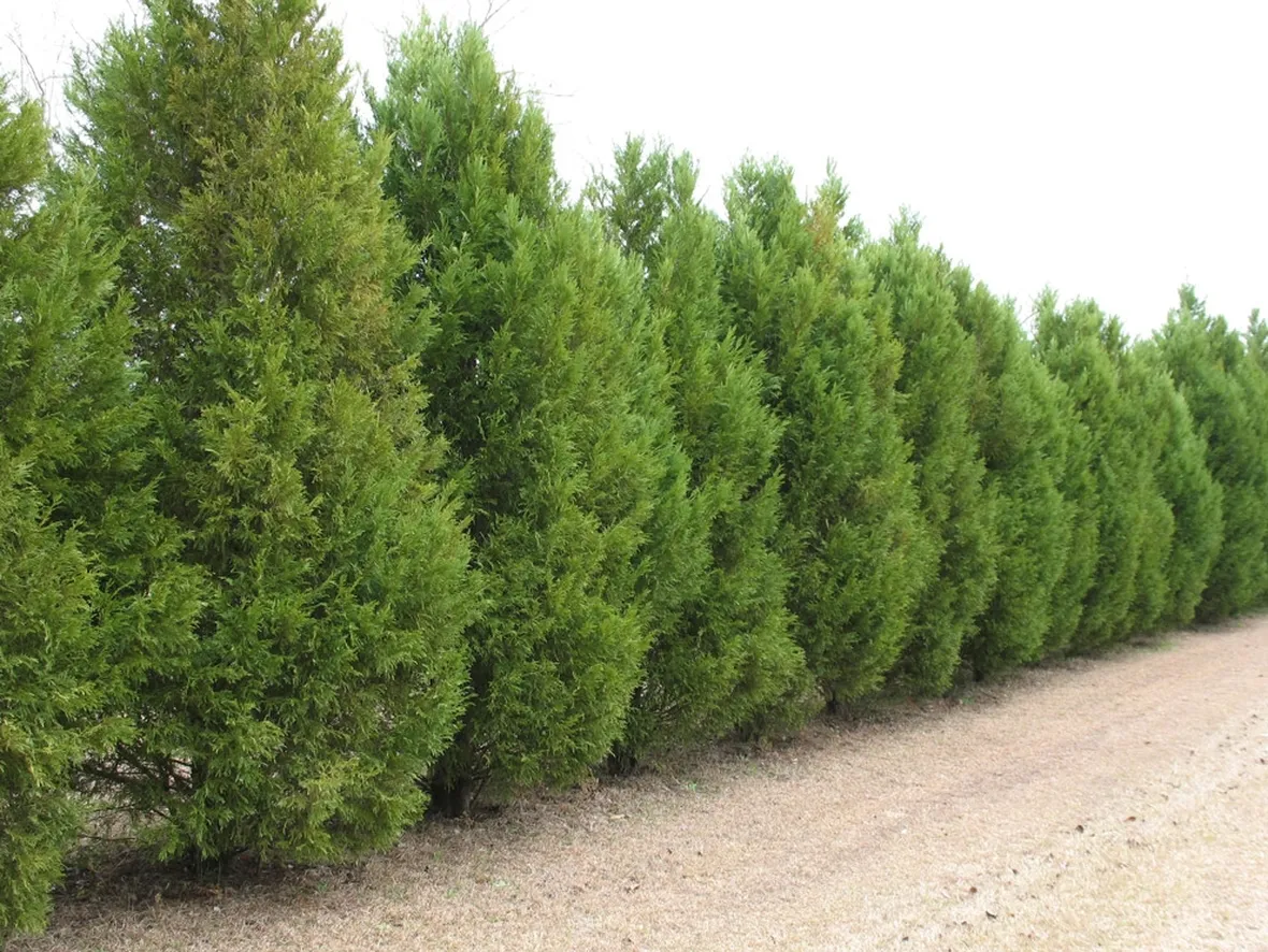 Filare di cipressi al naturale