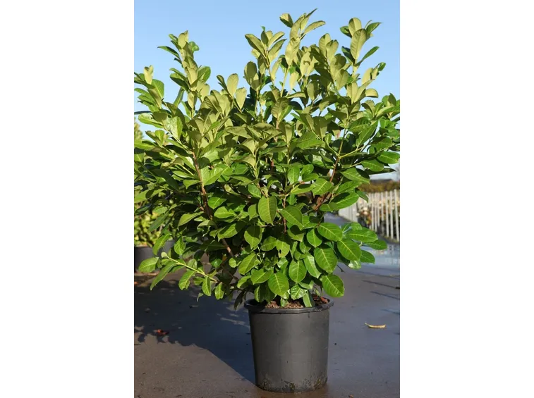 Pianta di lauroceraso in vaso