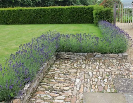 Graziosa siepe di lavanda