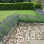 Graziosa siepe di lavanda