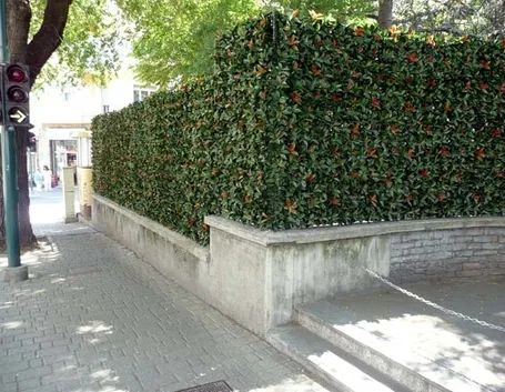 Siepe finta